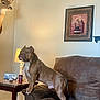 Bos is registered to the contest to win money with this photo: brown_couch, can, carpet, decor, deer_head, dog, dr_pepper, furniture, home_interior, indoor, lamp, light, living_room, mounted_trophy, muscular_dog, painting, pet, standing_dog, table, wall_art