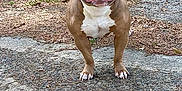 Bos is registered to the contest to win money with this photo: dog, smiling, outdoor, grass, concrete, happy, pet, animal, brown, white, walking, nature, ears, face, paw, ground, canine, friendly, tongue, daylight