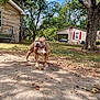 Bos joined the competition — help win amazing prizes! dog, outdoor, yard, tree, house, concrete, sunlight, grass, pet, animal, daylight, playful, happy, nature, residential, leaf, shadow, canine, fence, summer