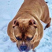 Bos is registered to the contest to win money with this photo: dog, brown_dog, snow, outdoor, animal, pet, canine, winter, fur, walking, focused, ears, nature, cold, playful, muzzle, snout, paw, daylight, ground