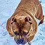 dog, brown_dog, snow, outdoor, animal, pet, canine, winter, fur, walking, focused, ears, nature, cold, playful, muzzle, snout, paw, daylight, ground