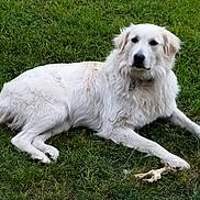 Ullie a rejoint le concours — aidez-le/la à gagner de superbes lots ! animal, bone, canine, companion, dog, domestic_animal, fur, grass, grass_field, green, laying_down, mammal, nature, outdoor, park, pet, quiet, relaxed, toy, white_dog