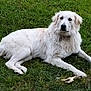 animal, bone, canine, companion, dog, domestic_animal, fur, grass, grass_field, green, laying_down, mammal, nature, outdoor, park, pet, quiet, relaxed, toy, white_dog