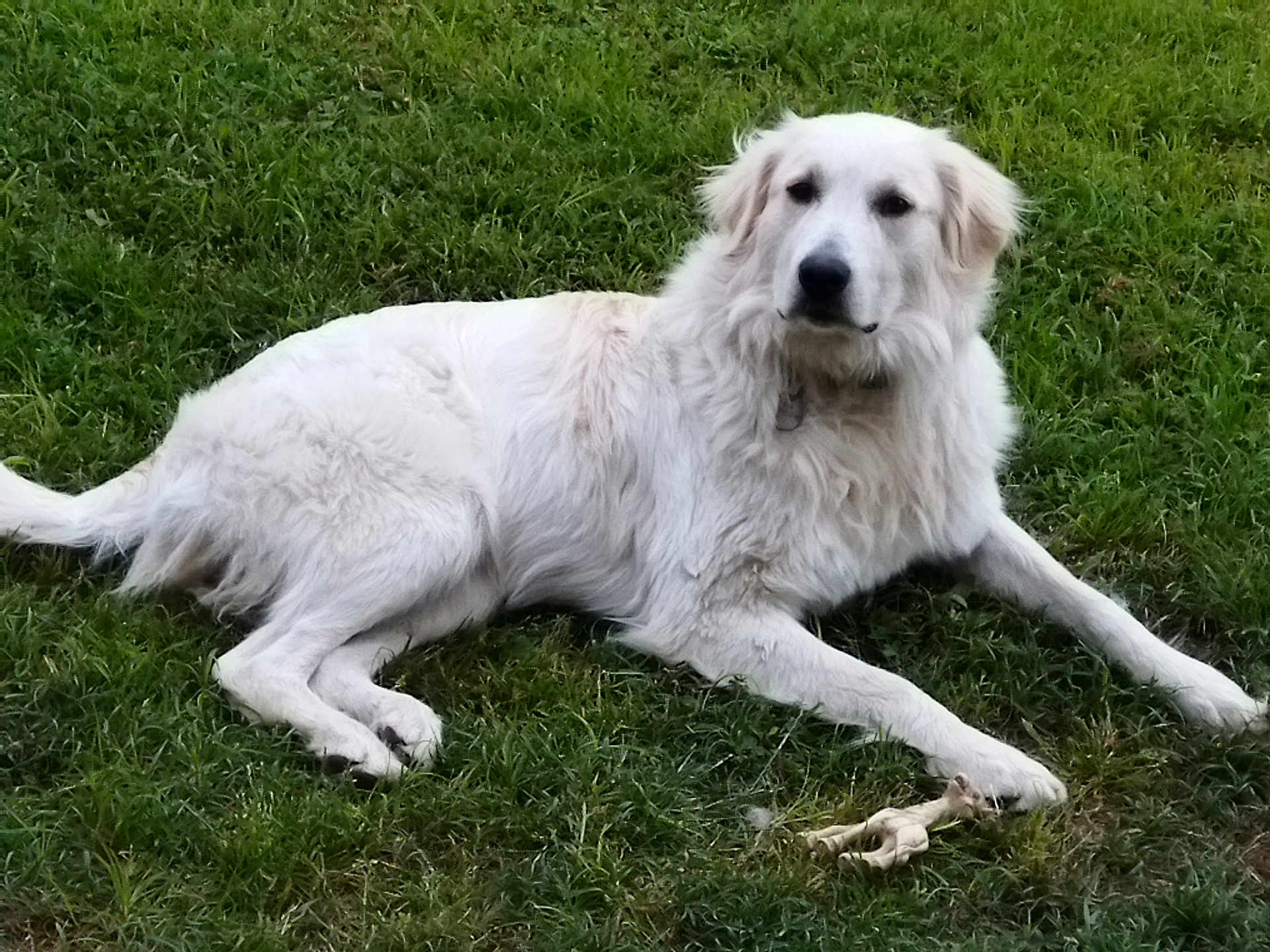 Ullie