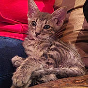 Sanji joined the competition — help win amazing prizes! kitten, tabby, cat, couch, patterned_fabric, red_sweater, blue_jeans, indoor, pet, cute, relaxed, fur, whiskers, ears, eyes, person, seated, cozy, domestic_animal, resting