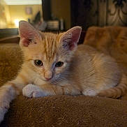 Jimbei joined the competition — help win amazing prizes!