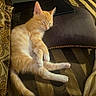 kitten, cat, sleeping, indoor, couch, pillow, striped_fabric, tablet, sunlight, nap, orange_cat, white_paws, pet, cozy, furniture, relaxation, closeup, domestic_animal, household, resting
