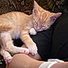 kitten, cat, sleeping, arm, person, blanket, couch, indoor, cozy, nap, orange_cat, paw, fur, rest, soft, comfort, relaxation, casual, timestamp, clothing