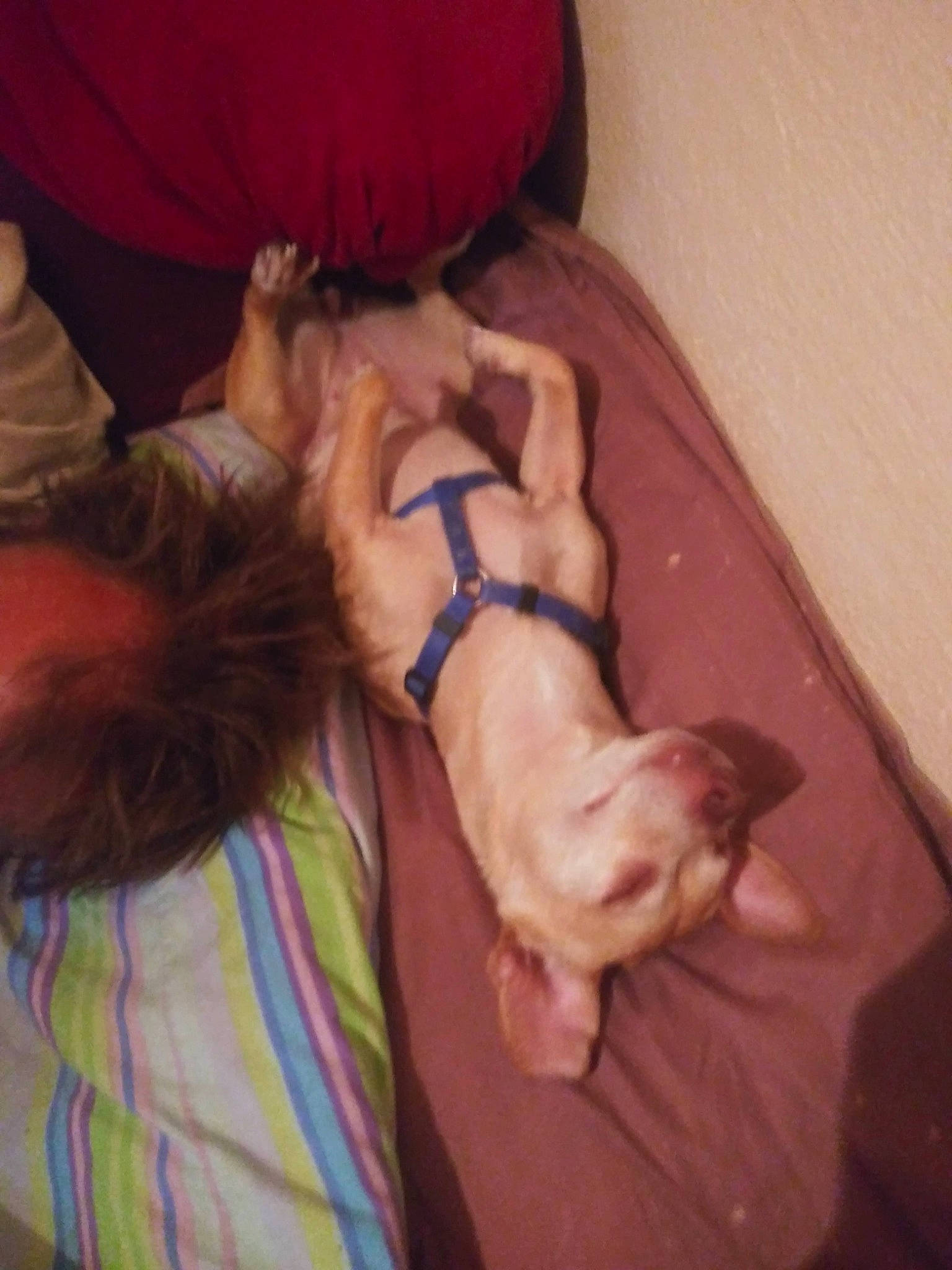 Blondie joined the competition — help win amazing prizes! bedtime, canidae, carnivore, child, comfort, companion_dog, couch, dog, dog_breed, ear, fawn, fur, human_leg, linens, nap, sleep, sporting_group, tail, toy_dog, working_animal