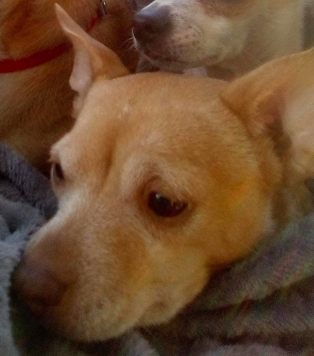 Blondie joined the competition — help win amazing prizes! ancient_dog_breeds, canidae, carnivore, comfort, companion_dog, dog, dog_breed, ear, fawn, fur, non_sporting_group, paw, selfie, sporting_group, terrestrial_animal, whiskers, working_animal