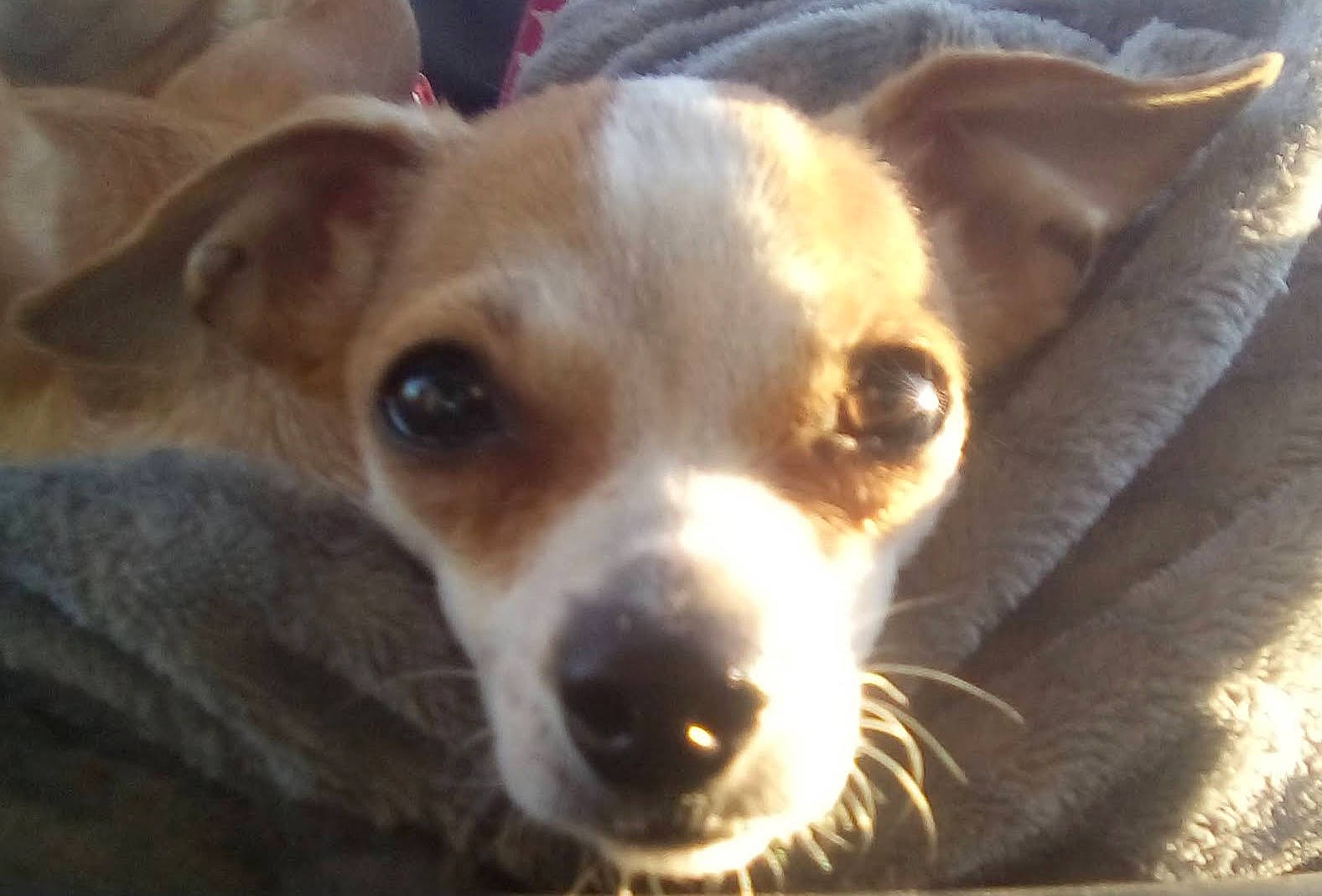 Bubble is registered to the contest to win money with this photo: canidae, carnivore, close_up, companion_dog, corgi_chihuahua, dog, dog_breed, ear, fawn, fur, irishjacks, puppy, snout, sporting_group, terrestrial_animal, toy_dog, whiskers