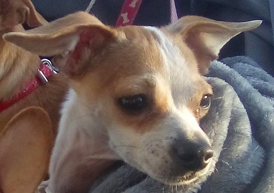 Bubble is registered to the contest to win money with this photo: ancient_dog_breeds, canidae, carnivore, companion_dog, dog, dog_breed, ear, fawn, fur, non_sporting_group, snout, sporting_group, terrestrial_animal, toy_dog, whiskers