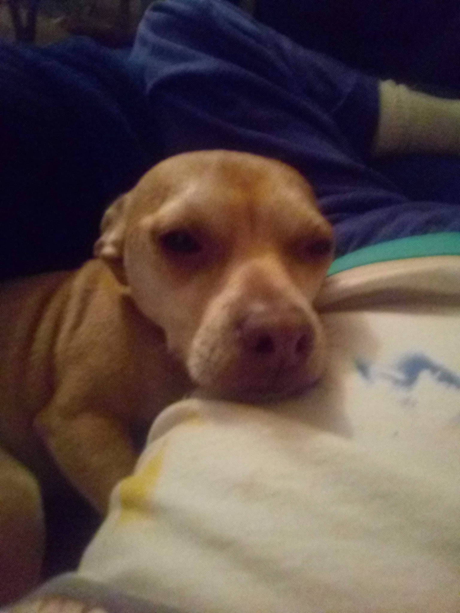 Bugger is registered to the contest to win money with this photo: carnivore, cloud, comfort, companion_dog, dog, dog_breed, ear, fawn, gun_dog, hunting_dog, linens, liver, mammal, snout, sporting_group, square, vertebrate, whiskers, working_animal