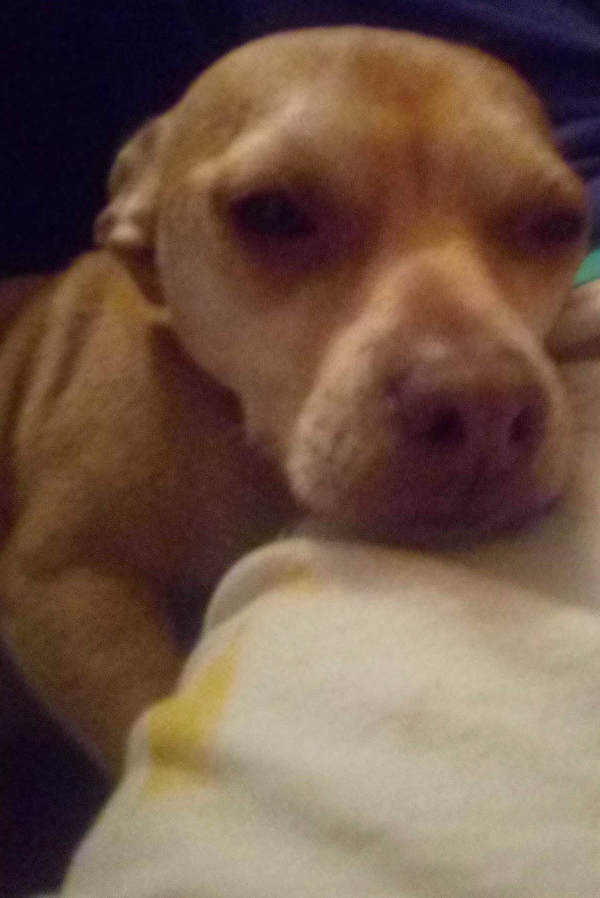 Bugger is registered to the contest to win money with this photo: ancient_dog_breeds, carnivore, companion_dog, dog, dog_breed, ear, fawn, fur, gun_dog, hunting_dog, liver, pleased, puppy_love, selfie, terrestrial_animal, whiskers, working_animal