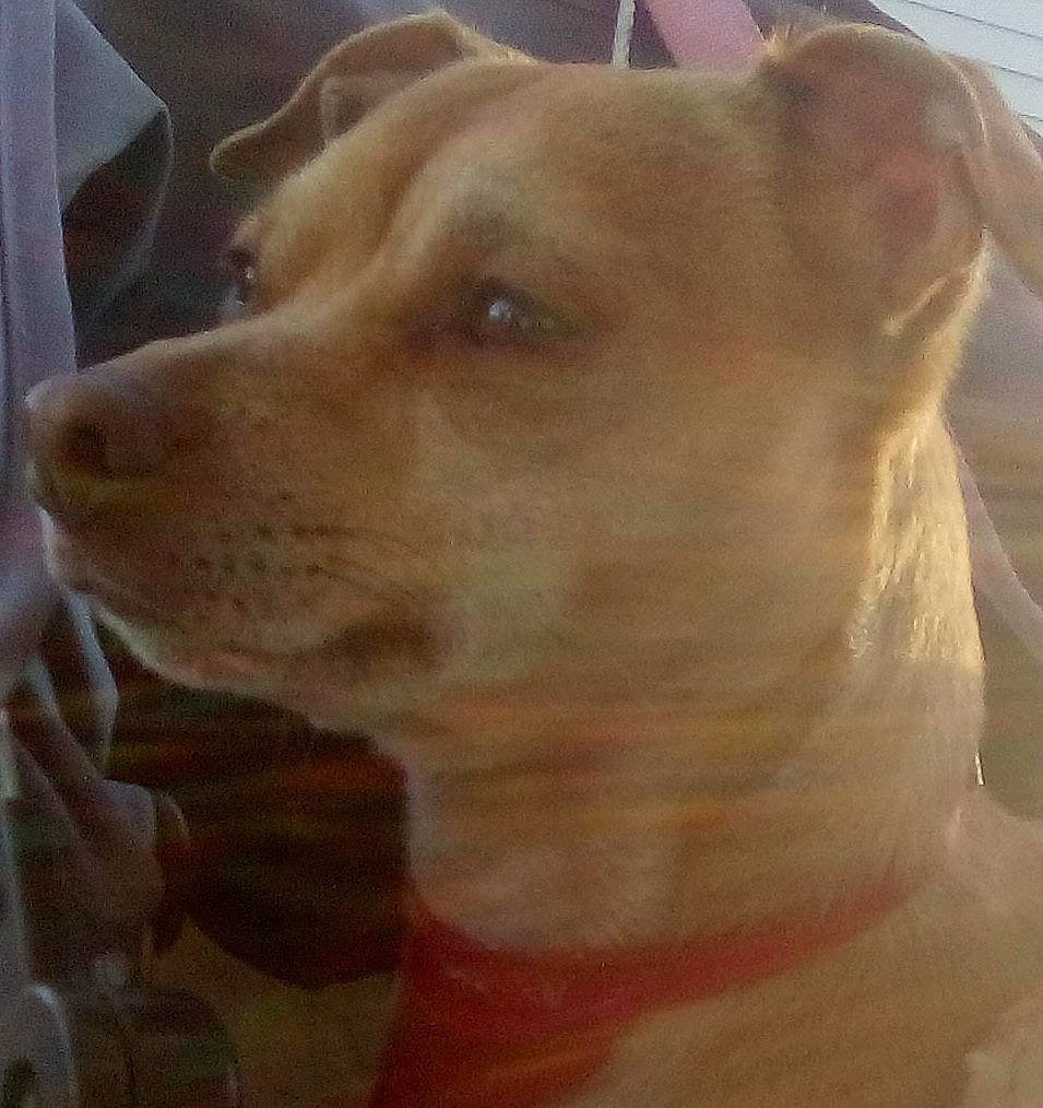 Bugger is registered to the contest to win money with this photo: ancient_dog_breeds, canidae, carnivore, collar, companion_dog, dog, dog_breed, dog_collar, ear, fawn, fur, jaw, liver, non_sporting_group, pet_supply, snout, sporting_group, whiskers, working_animal, working_dog