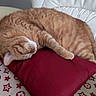 Raymond a rejoint le concours — aidez-le/la à gagner de superbes lots ! blanket, cat, chair, cozy, cute, domestic_animal, feline, fur, home, indoor, nap, orange_tabby, patterned_blanket, pet, pillow, red_pillow, relaxation, resting, sleeping, whiskers