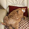 Raymond a rejoint le concours — aidez-le/la à gagner de superbes lots ! armchair, blanket, cat, comfort, cozy, cute, domestic_animal, feline, fur, ginger_cat, home, indoor, pattern, paw, pet, red_pillow, relaxed, resting, sleeping, whiskers