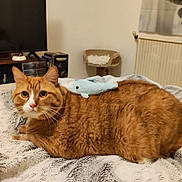 Raymond a rejoint le concours — aidez-le/la à gagner de superbes lots ! animal, bed, blanket, cat, comfort, cozy, curious, cute, domestic_animal, feline, fur, home, indoor, living_room, orange_tabby, pet, plush_toy, relaxed, resting, toy