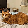 animal, bed, blanket, cat, comfort, cozy, curious, cute, domestic_animal, feline, fur, home, indoor, living_room, orange_tabby, pet, plush_toy, relaxed, resting, toy