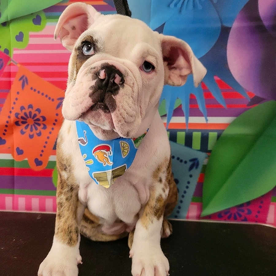 Rocco is registered to the contest to win money with this photo: accessories, animal, bostonbull, boxer, bulldog, canine, dog, face, formalwear, frenchbulldog, head, hound, person, pet, photography, pitbull, portrait, puppy, tie, whitedog