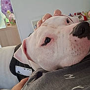 Coste a rejoint le concours — aidez-le/la à gagner de superbes lots ! affection, black_nose, casual, close_up, collar, comfort, companion, curtain, dog, furniture, grey_shirt, hand, home, indoor, person, petting, relaxation, resting, white_dog, window