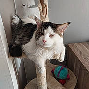 Hades participe au concours pour gagner de l'argent avec cette photo : cat, cat_tree, cozy, domestic, ears, feline, fluffy, fur, furniture, indoor, paw, pet, plush, relaxed, resting, scratched, toy, whiskers, window, wood