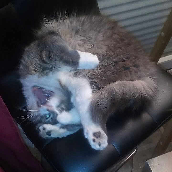 Jerome Deconinck participe au concours pour gagner de l'argent avec cette photo : animal, black_chair, cat, chair, claws, cute, domestic, feline, funny_pose, fur, household, indoor, mouth_open, paw, pet, playful, relaxed, tabby, tongue, whiskers