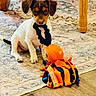 Barkley joined the competition — help win amazing prizes! puppy, dog, pet, small_dog, sitting, bow_tie, costume, brown_and_white, black_and_tan, floppy_ears, face, eyes, indoor, living_room, rug, carpet, wooden_floor, furniture, plush_toy, octopus_toy