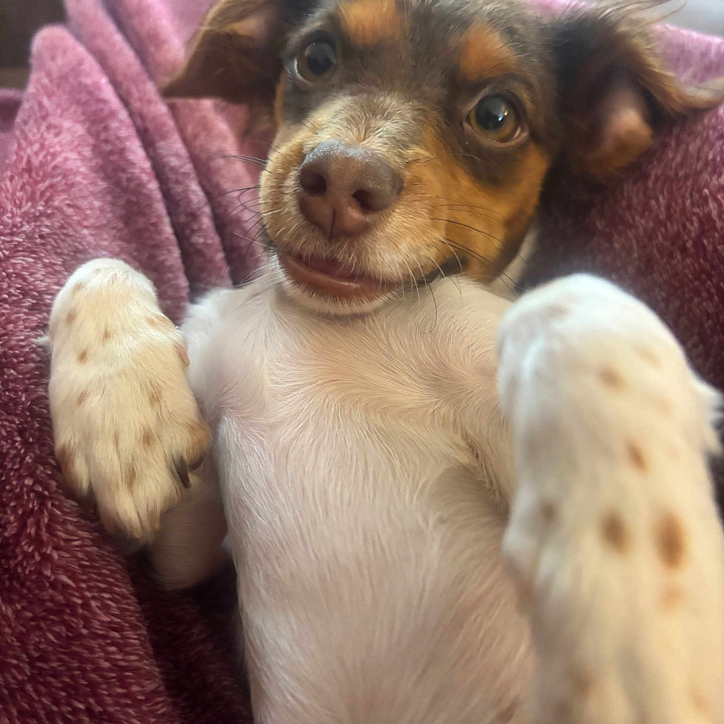 Barkley