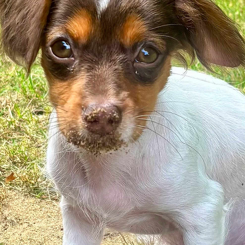 Barkley