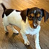 Barkley joined the competition — help win amazing prizes! puppy, dog, tricolor, black_and_white, brown, standing, indoors, wooden_floor, pet, animal, companion, portrait, closeup, looking_at_camera, floppy_ears, short_fur, tail, paws, cute, home