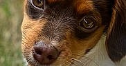 Barkley is registered to the contest to win money with this photo: dog, puppy, close_up, portrait, brown_and_white, black_and_tan, floppy_ears, wide_eyes, face, muzzle, nose, whiskers, biscuit, treat, holding_food, outdoor, grass, shallow_depth_of_field, pet, adorable
