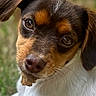 dog, puppy, close_up, portrait, brown_and_white, black_and_tan, floppy_ears, wide_eyes, face, muzzle, nose, whiskers, biscuit, treat, holding_food, outdoor, grass, shallow_depth_of_field, pet, adorable