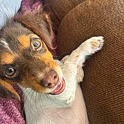 Barkley is registered to the contest to win money with this photo: dog, puppy, brown_and_white, tricolor, happy, smiling, open_mouth, lying_down, paw, raised_paw, floppy_ears, long_fur, pet, couch, sofa, blanket, cushion, indoor, close_up, portrait