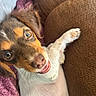 dog, puppy, brown_and_white, tricolor, happy, smiling, open_mouth, lying_down, paw, raised_paw, floppy_ears, long_fur, pet, couch, sofa, blanket, cushion, indoor, close_up, portrait