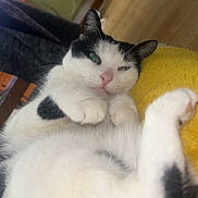 Sisi a rejoint le concours — aidez-le/la à gagner de superbes lots ! cat, black_and_white, pet, indoor, lying_down, relaxed, fur, whiskers, paws, yellow_blanket, floor, wooden_floor, furniture, cozy, closeup, animal, cute, sleepy, domestic_cat, portrait