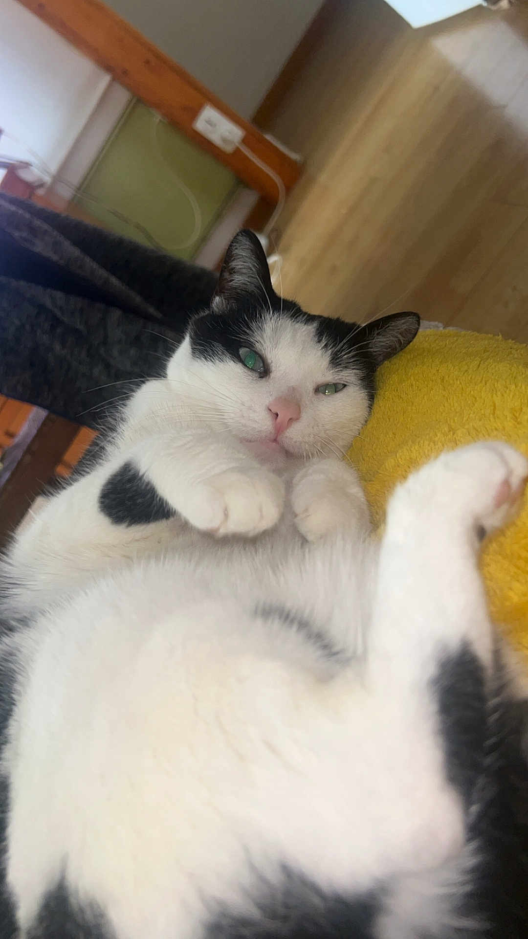 Sisi a rejoint le concours — aidez-le/la à gagner de superbes lots ! cat, black_and_white, pet, indoor, lying_down, relaxed, fur, whiskers, paws, yellow_blanket, floor, wooden_floor, furniture, cozy, closeup, animal, cute, sleepy, domestic_cat, portrait