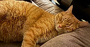 King Julian is registered to the contest to win money with this photo: animal, cat, comfort, couch, cozy, cute, domestic_animal, fur, furniture, home, indoor, mammal, nap, orange_cat, pet, relaxed, resting, sleeping, soft, whiskers