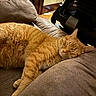 cat, orange_cat, sleeping, couch, furniture, indoor, pet, cozy, relaxed, fur, whiskers, domestic_animal, resting, mammal, cute, animal, soft, comfort, home, nap