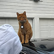 King Julian joined the competition — help win amazing prizes! cat, orange_tabby, car, hoodie, person, garage, white_siding, outdoor, collar, tag, pet, animal, window, reflection, building, door, sitting, curious, black_car, casual