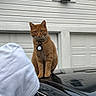 cat, orange_tabby, car, hoodie, person, garage, white_siding, outdoor, collar, tag, pet, animal, window, reflection, building, door, sitting, curious, black_car, casual