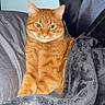 cat, orange_tabby, pet, feline, cozy, blanket, couch, indoor, resting, fur, animal, cute, domestic_animal, portrait, relaxed, soft_texture, pillow, mammal, whiskers, alert
