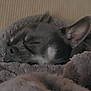 dog, sleeping, blanket, cozy, fur, indoor, rest, closeup, pet, animal, relaxation, comfort, snout, ears, soft, cute, nap, domestic, fur_texture, peaceful