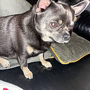 Brodie is registered to the contest to win money with this photo: dog, chihuahua, small_dog, black_and_tan, pet, indoor, couch, leather, cushion, animal, fur, alert, curious, close_up, paw, ears, snout, companion, domestic_animal, house