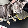 dog, chihuahua, small_dog, black_and_tan, pet, indoor, couch, leather, cushion, animal, fur, alert, curious, close_up, paw, ears, snout, companion, domestic_animal, house