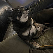Hunter is registered to the contest to win money with this photo: dog, small_dog, black_and_white, leather_couch, cushion, indoor, pet, animal, looking_away, relaxed, fur, paw, snout, ears, companion, home, domestic, cute, curious, resting