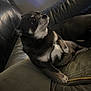 dog, small_dog, black_and_white, leather_couch, cushion, indoor, pet, animal, looking_away, relaxed, fur, paw, snout, ears, companion, home, domestic, cute, curious, resting