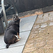 Hunter is registered to the contest to win money with this photo: alone, animal, back_view, black_dog, calm, daylight, dog, domestic, fence, metal_chair, outdoor, patio, pavement, pet, quiet, side_view, sitting, stone_floor, sunlight, wooden_fence