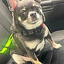 Hunter joined the competition — help win amazing prizes! dog, small_dog, chihuahua, pet, car_interior, car_seat, seatbelt, collar, leash, black_dog, tan_markings, ears_up, looking_up, sitting, animal, domestic_animal, cute, alert, indoor, vehicle