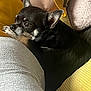 Hunter is registered to the contest to win money with this photo: dog, chihuahua, pet, small_dog, black_and_tan, cushion, blanket, cozy, indoor, resting, relaxed, fur, ears, cute, animal, companion, snug, close_up, home, comfort
